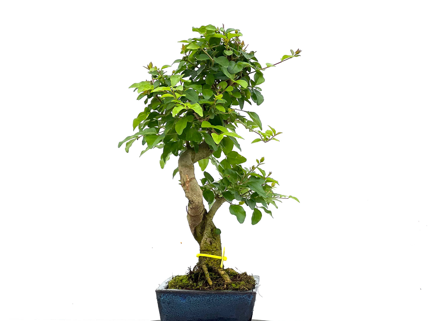 Ligustrum Sinensis 1685