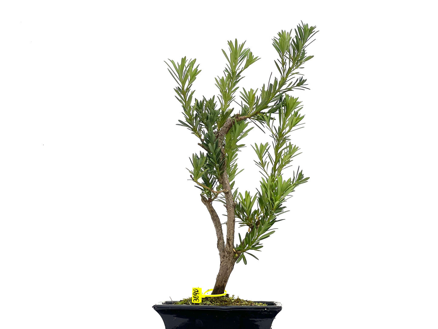 Taxus Baccata 3090