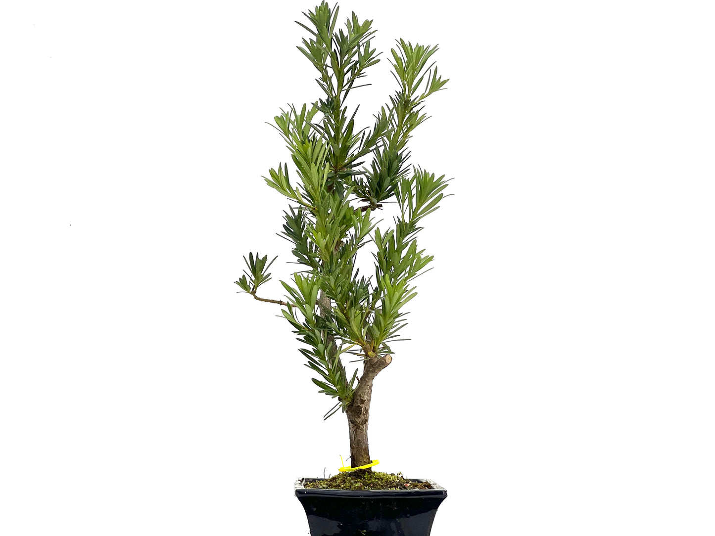 Taxus Baccata 3090