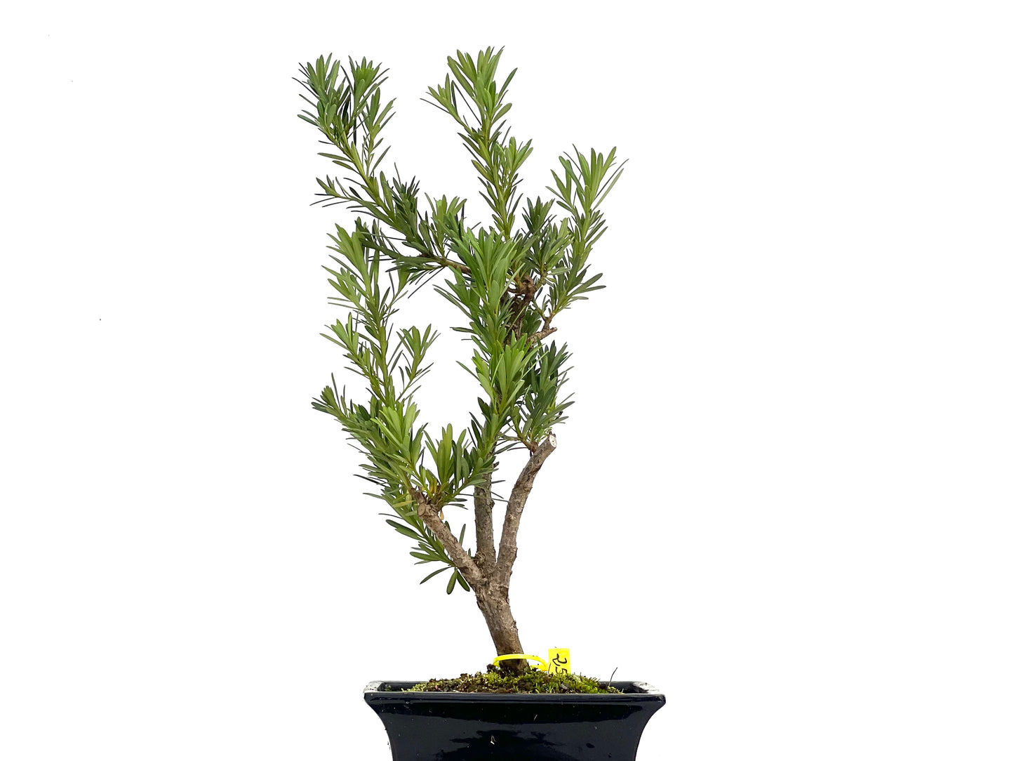 Taxus Baccata 3090