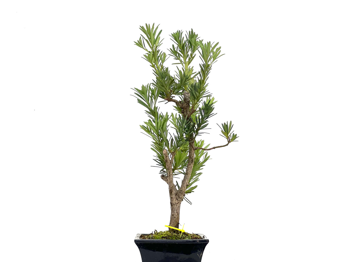 Taxus Baccata 3090