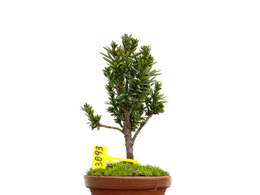 Taxus Baccata 3093