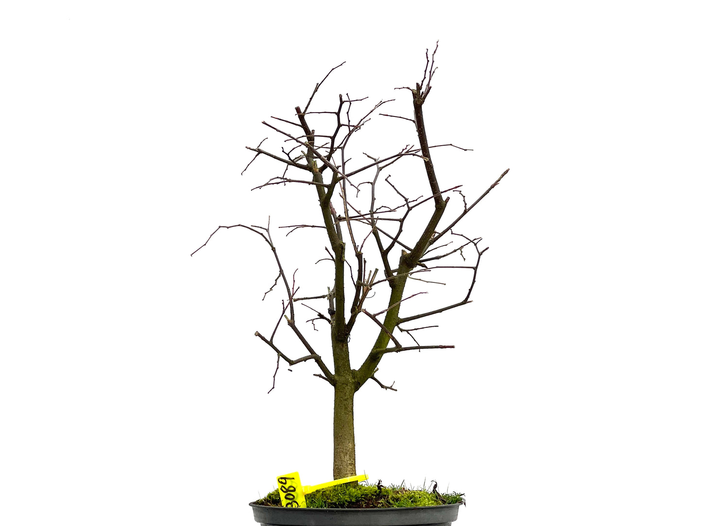 Celtis Australis 3089