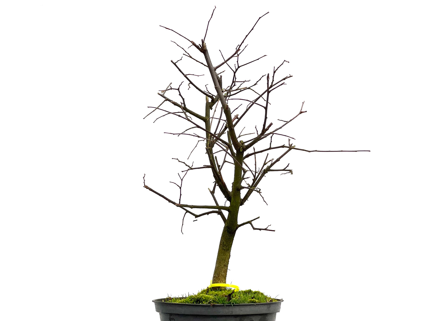 Celtis Australis 3089