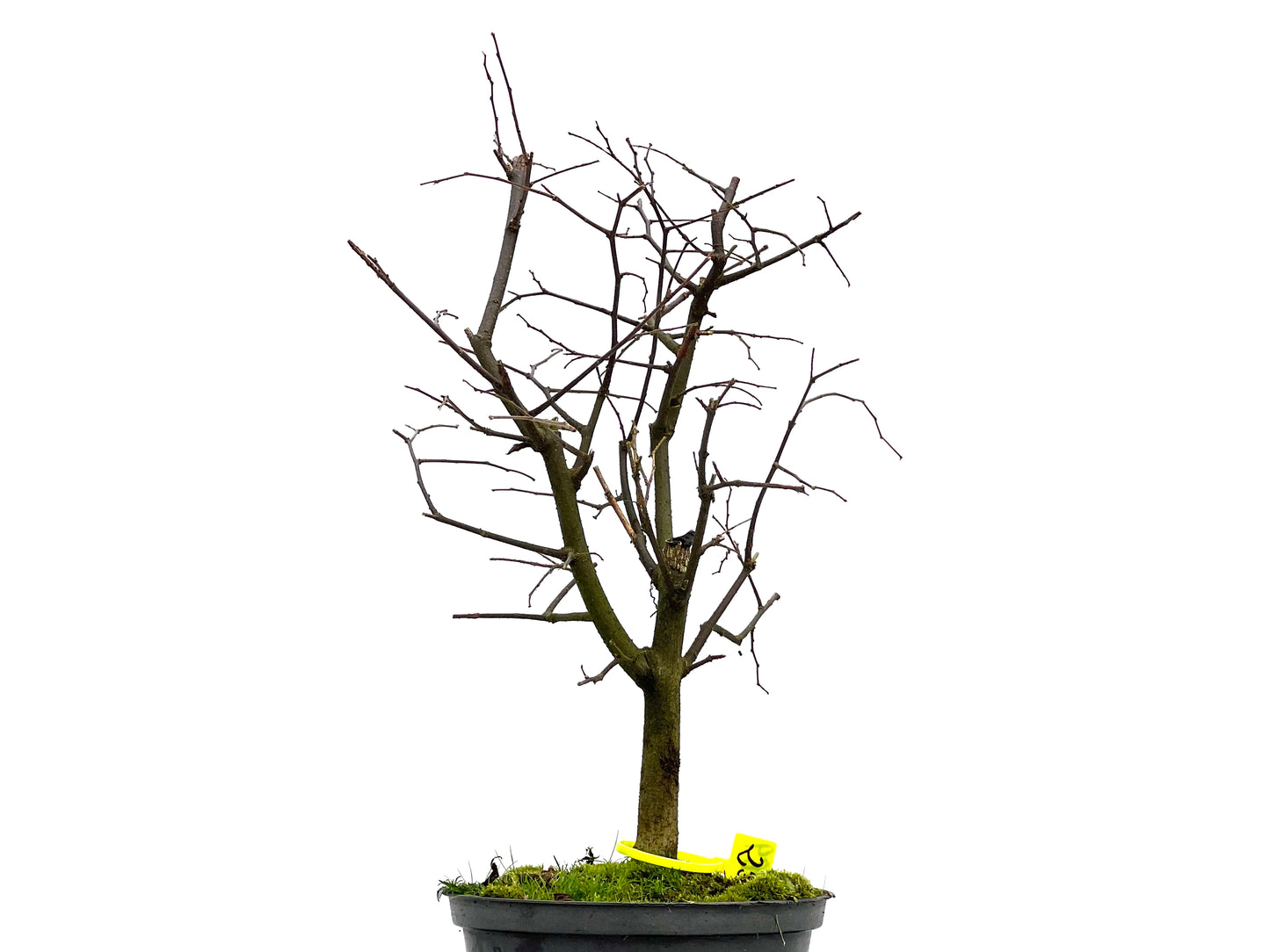 Celtis Australis 3089