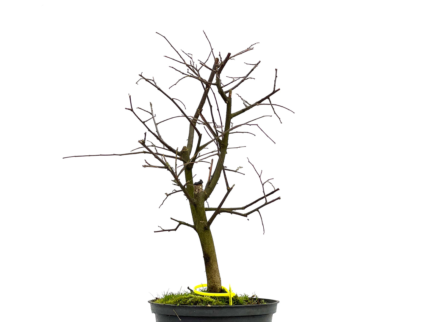 Celtis Australis 3089