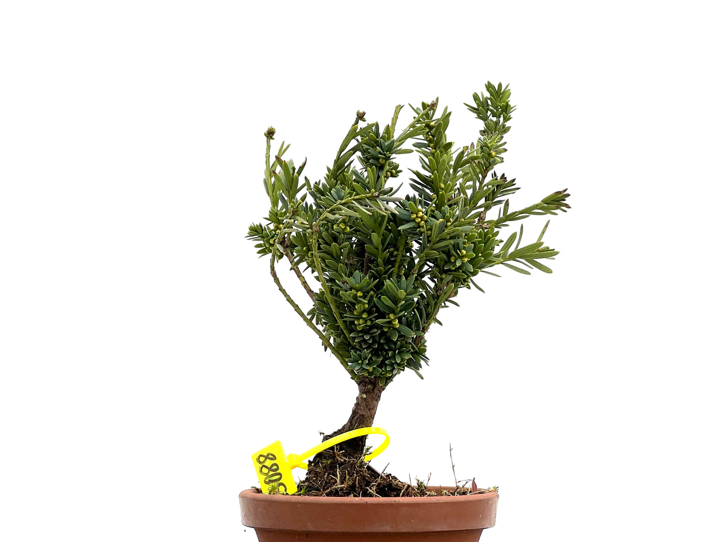 Taxus Baccata 3088