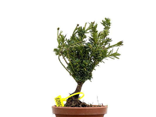Taxus Baccata 3088