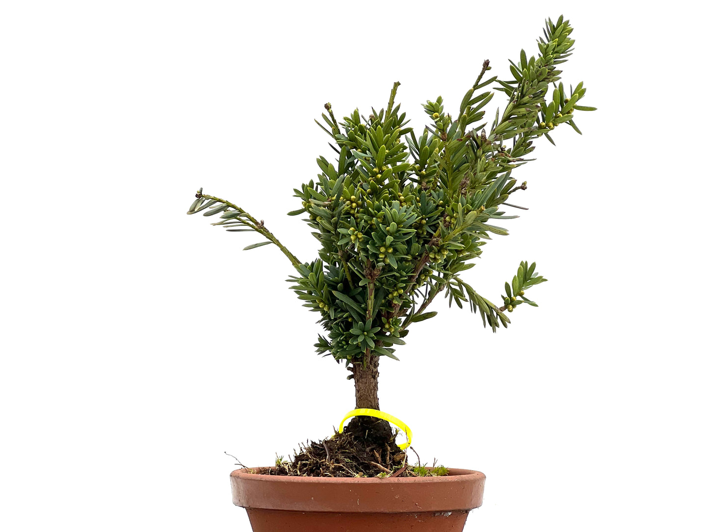 Taxus Baccata 3088