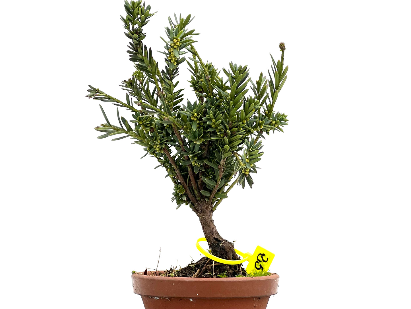 Taxus Baccata 3088