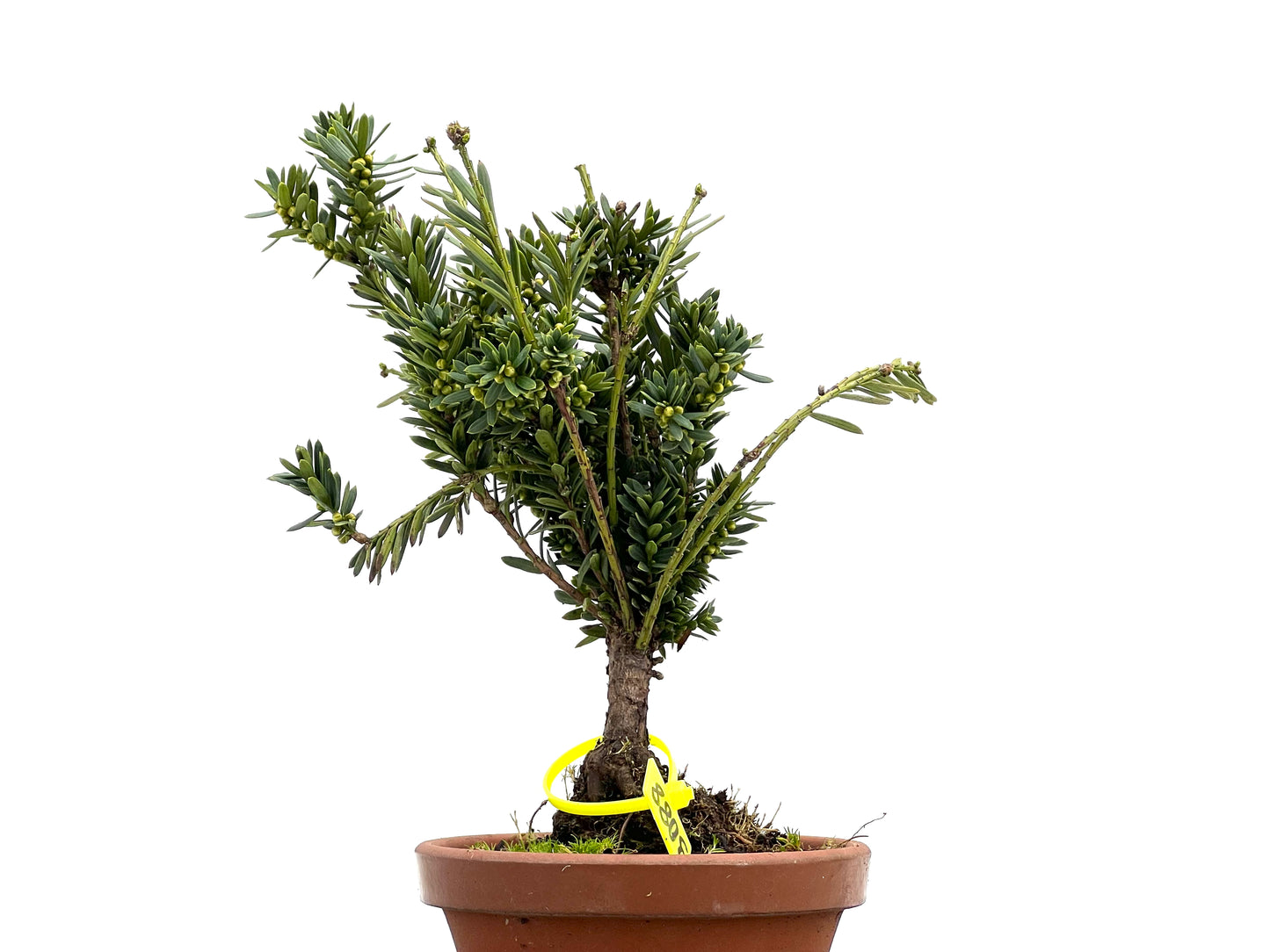 Taxus Baccata 3088
