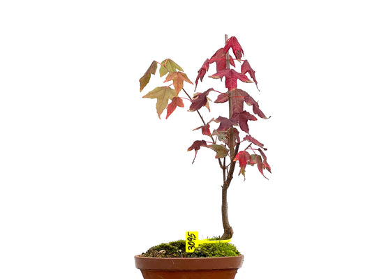 Acer Burgerianum 3095