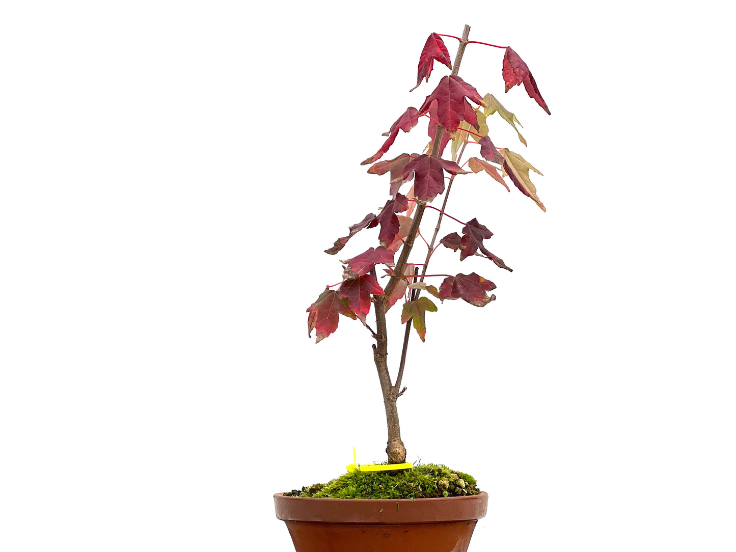 Acer Burgerianum 3095