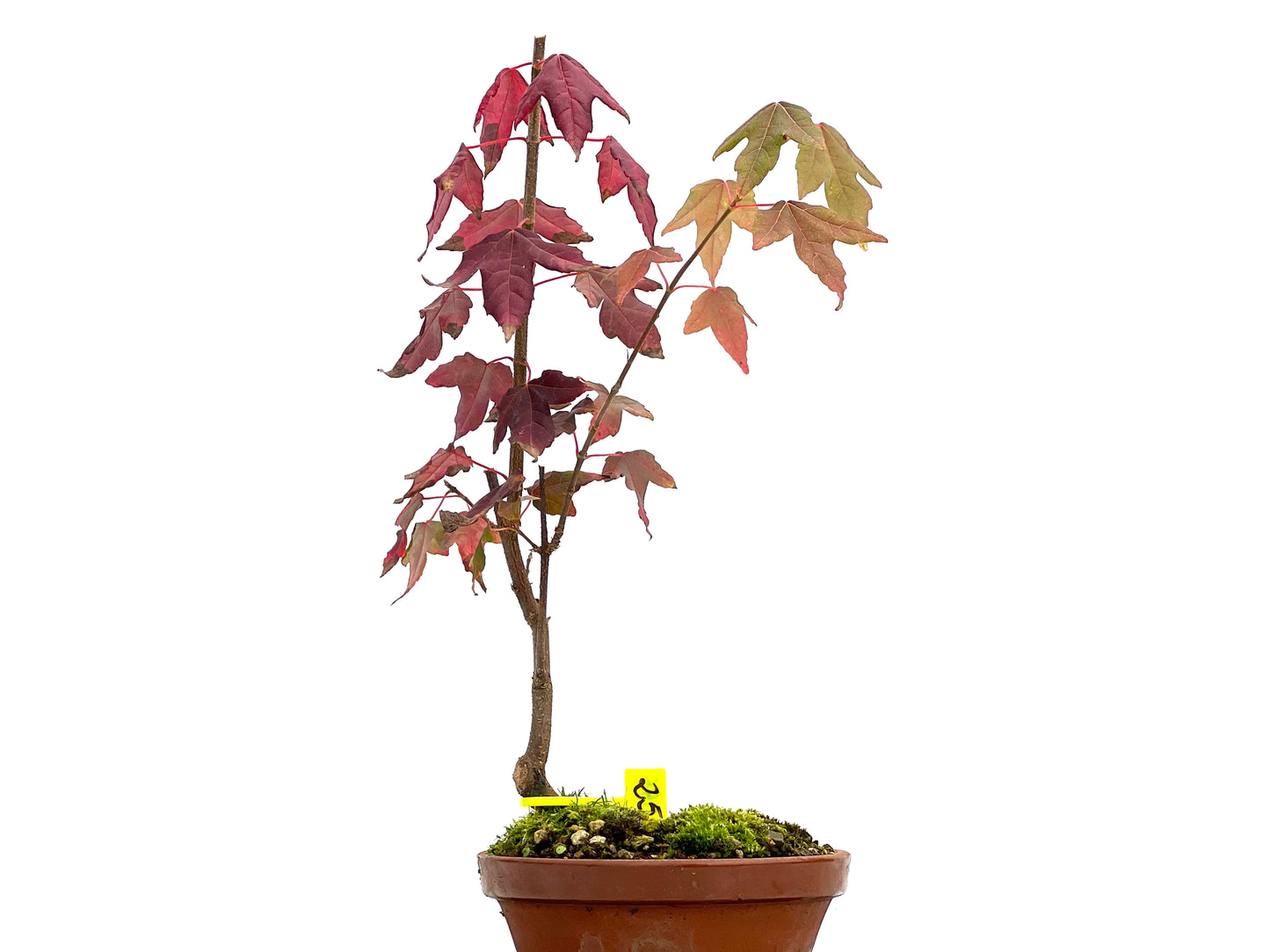 Acer Burgerianum 3095