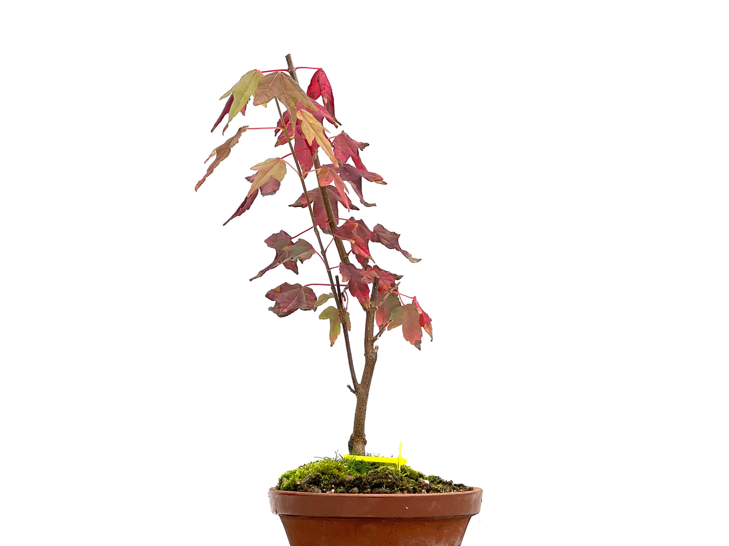 Acer Burgerianum 3095