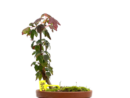 Acer Burgerianum 3096