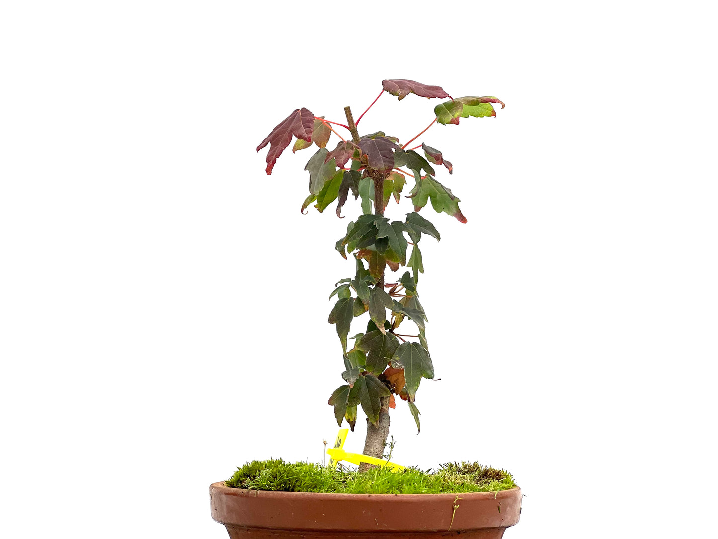 Acer Burgerianum 3096