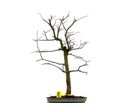 Celtis Australis 3094