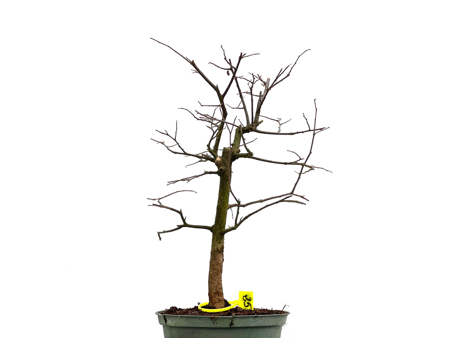 Celtis Australis 3094