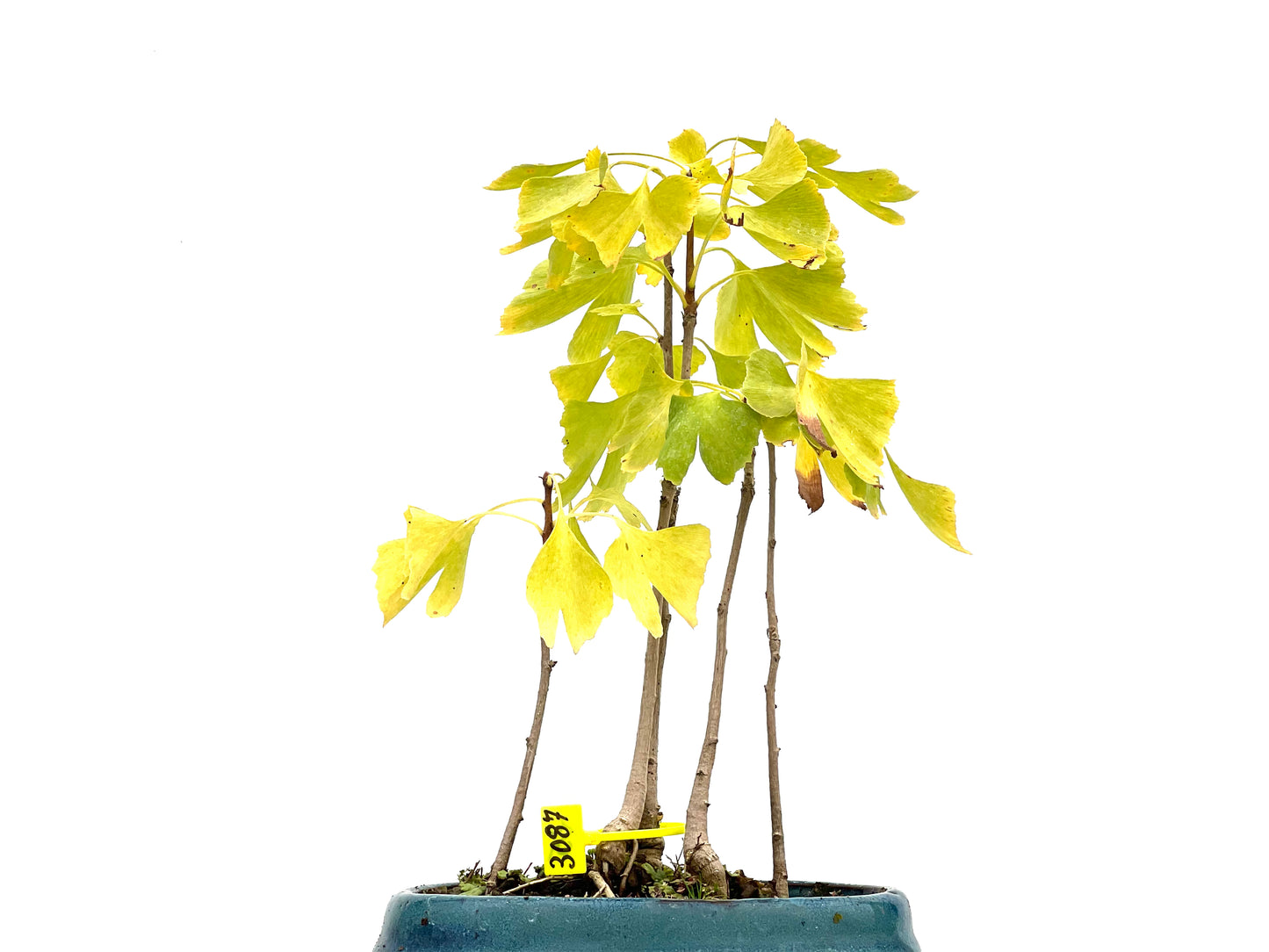 Bosque Ginkgo Biloba 3087