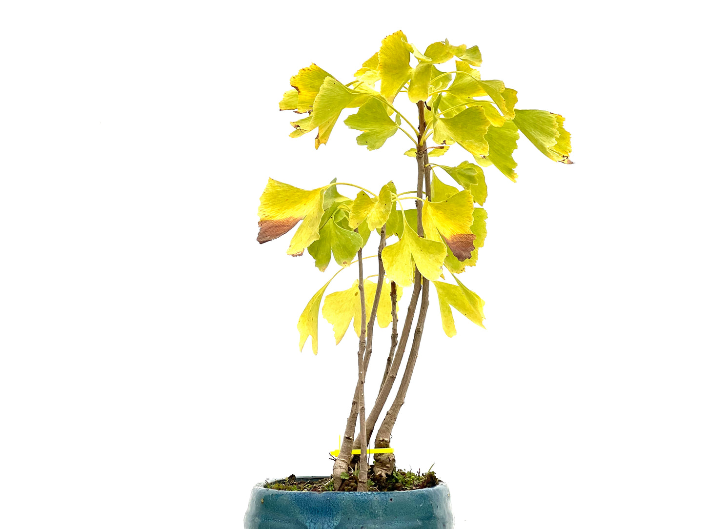 Bosque Ginkgo Biloba 3087