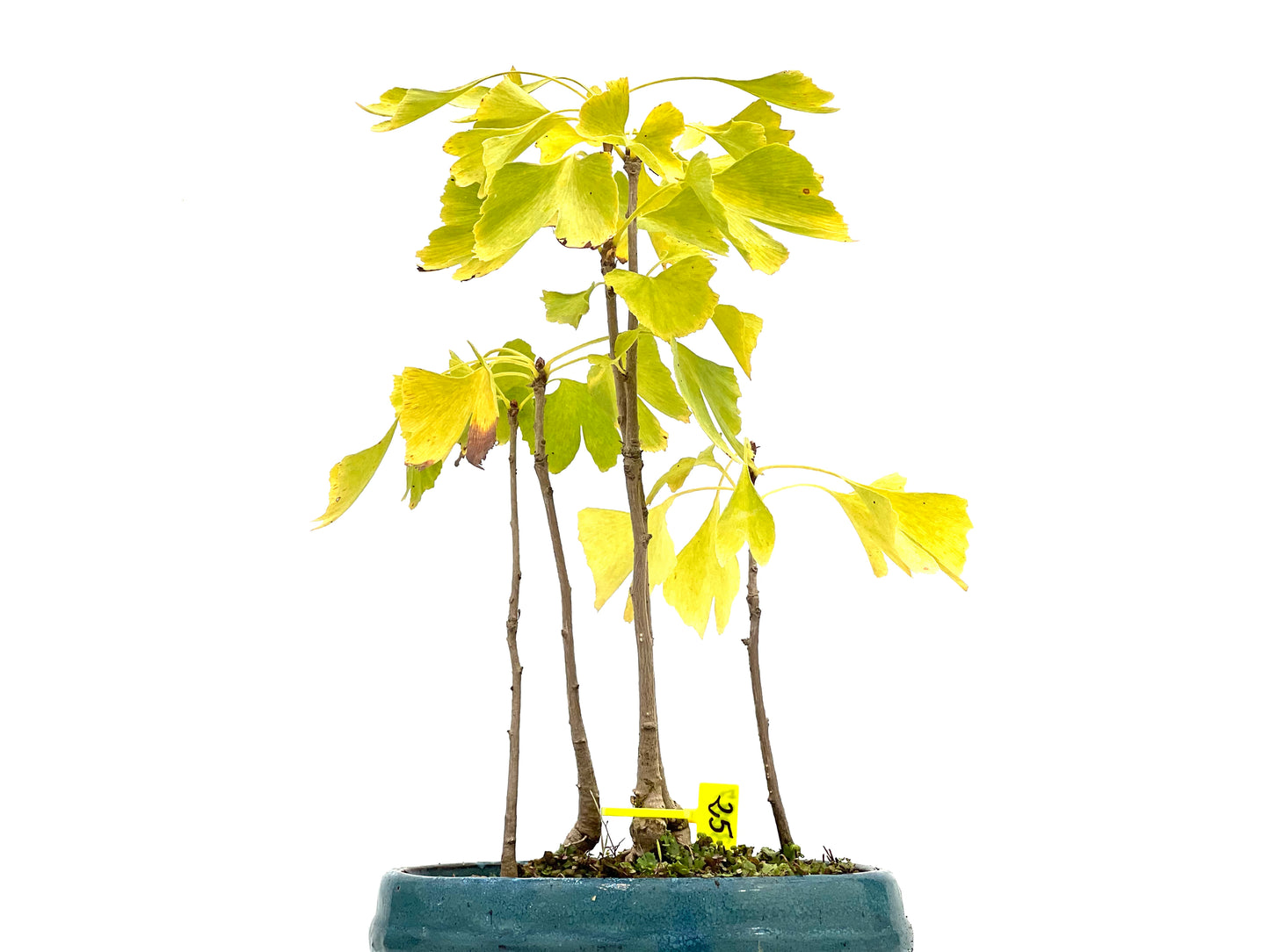 Bosque Ginkgo Biloba 3087