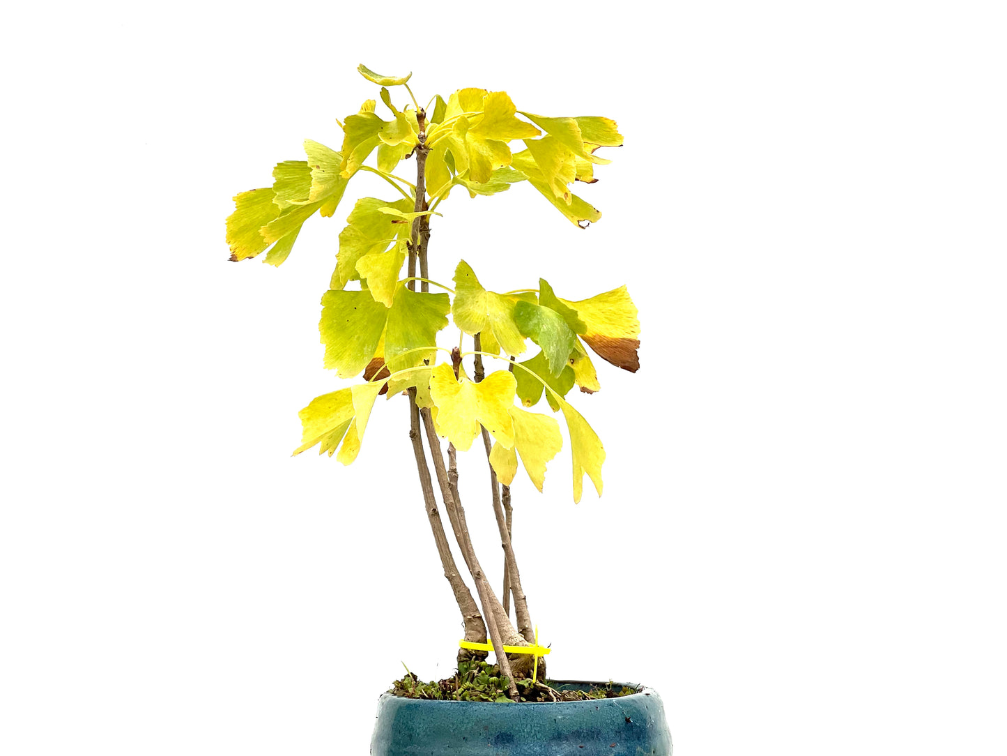 Bosque Ginkgo Biloba 3087