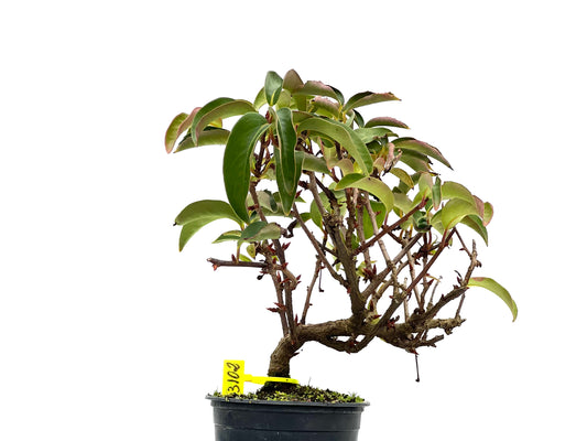 Kadsura Japonica 3102