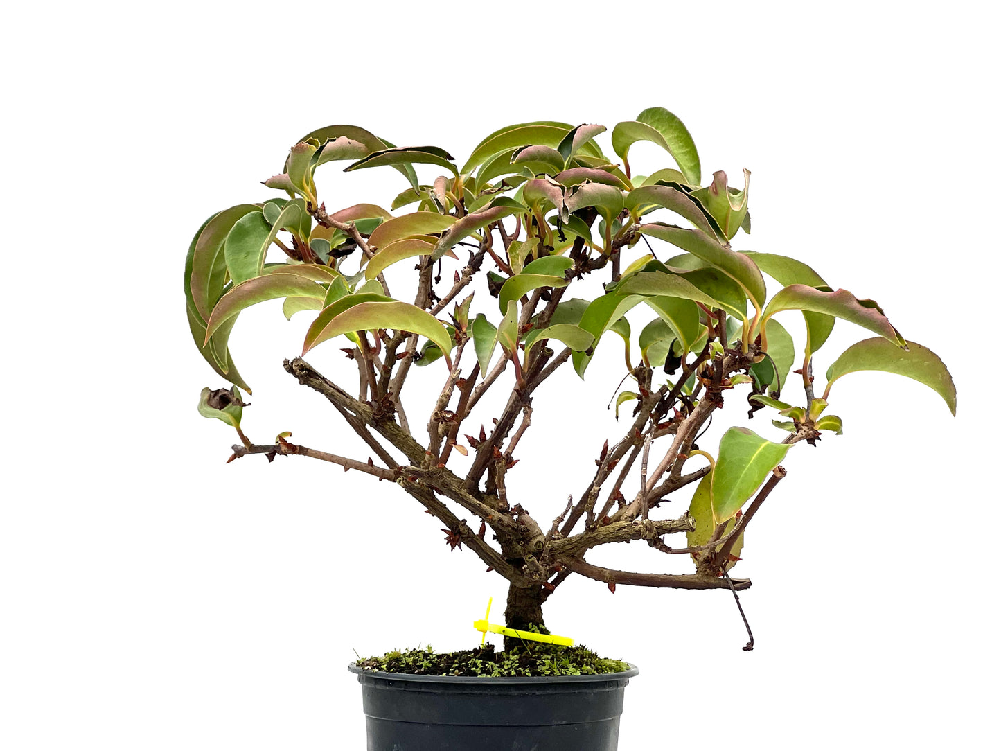 Kadsura Japonica 3102