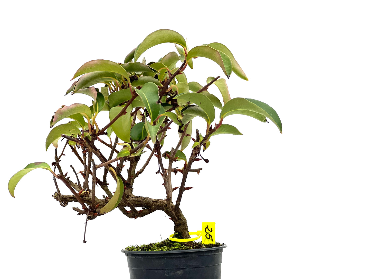 Kadsura Japonica 3102