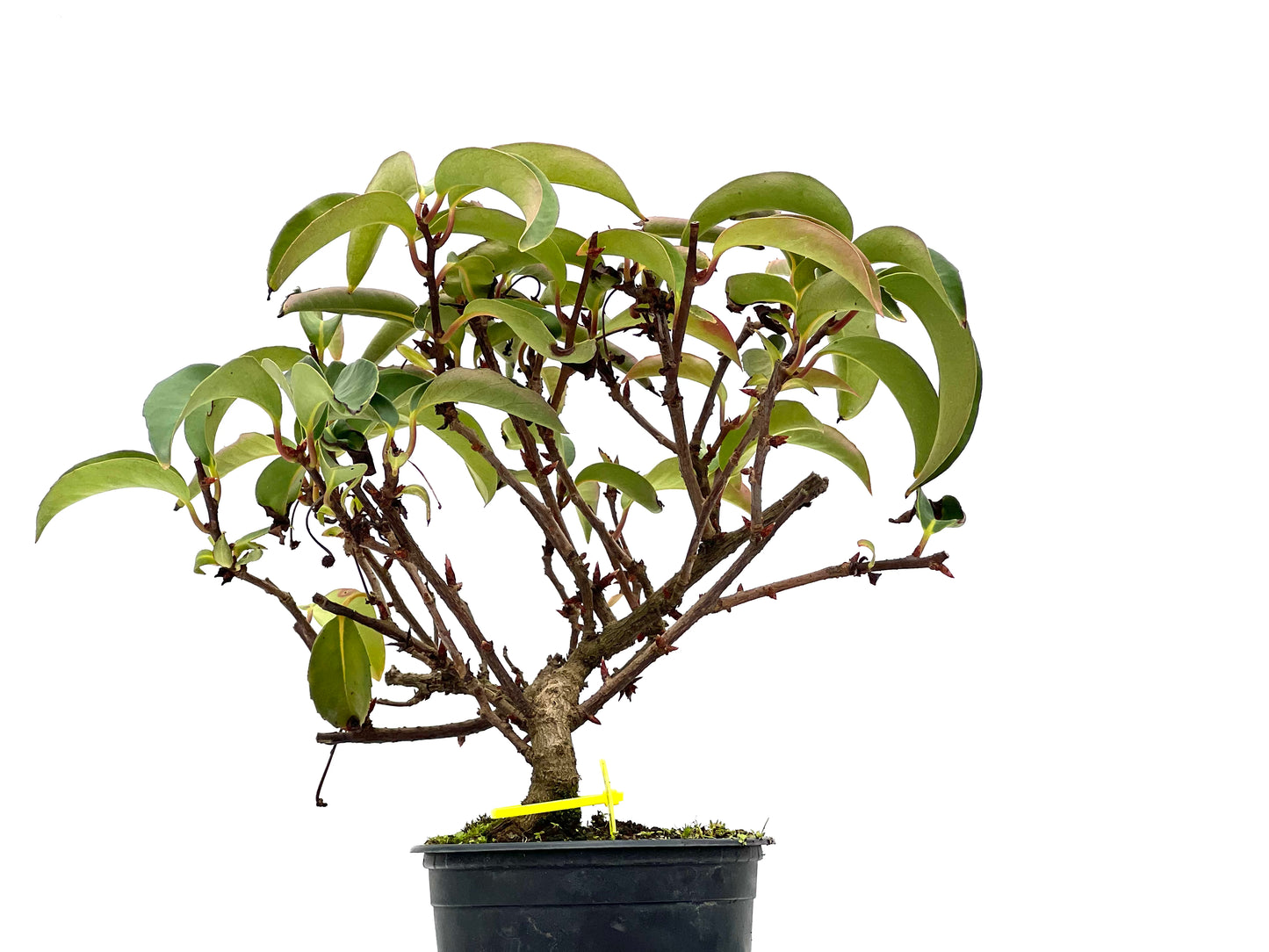 Kadsura Japonica 3102