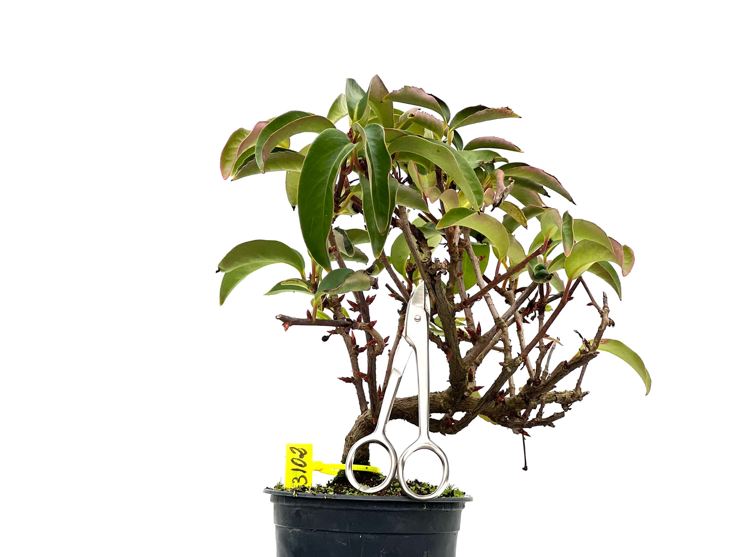 Kadsura Japonica 3102