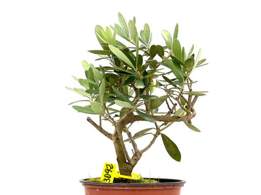 Olea Europaea 3092