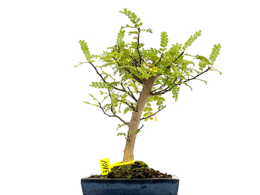 Zhantoxylum Piperitum 3101