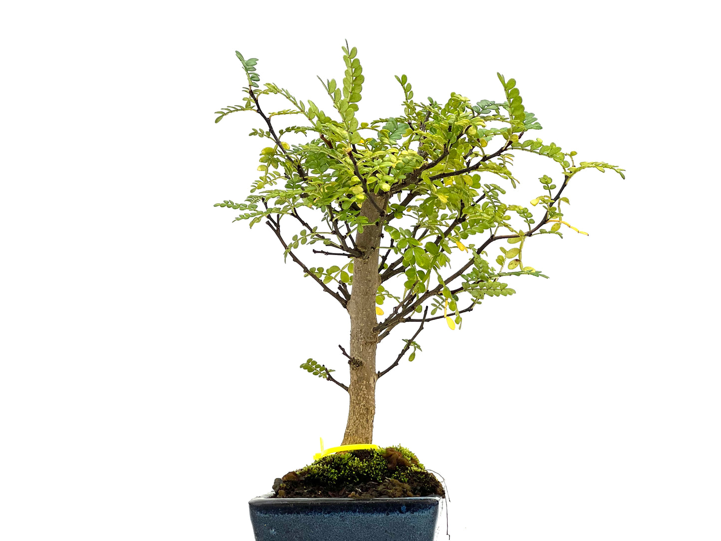 Zhantoxylum Piperitum 3101