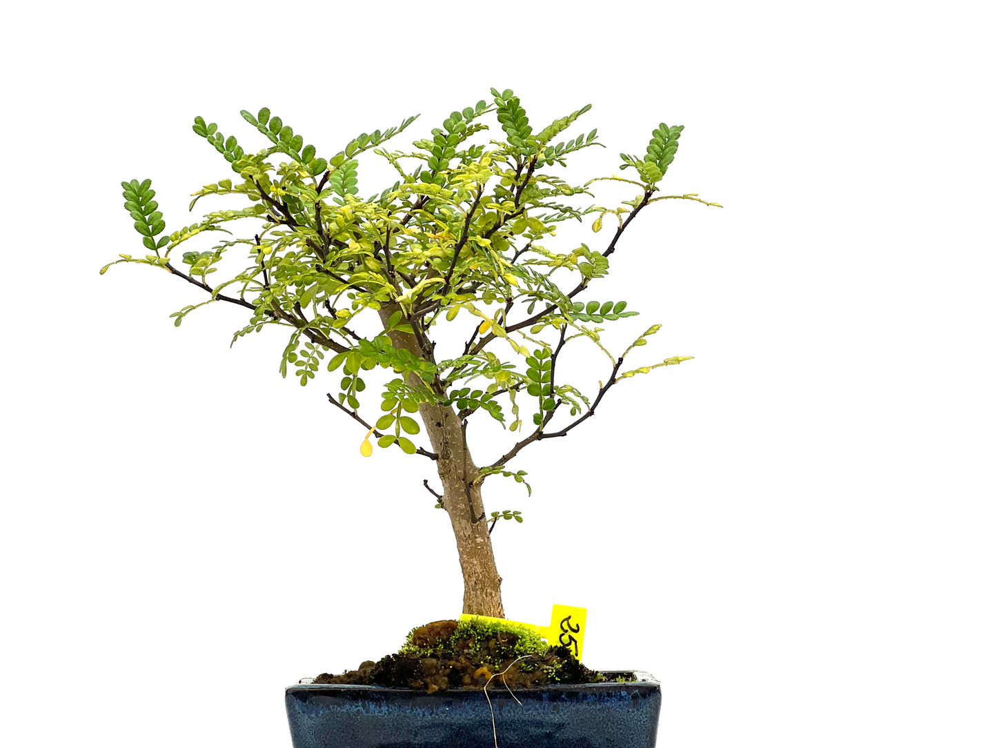 Zhantoxylum Piperitum 3101