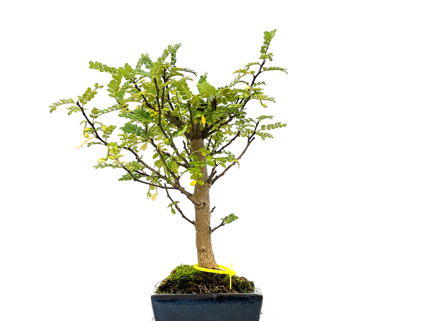 Zhantoxylum Piperitum 3101