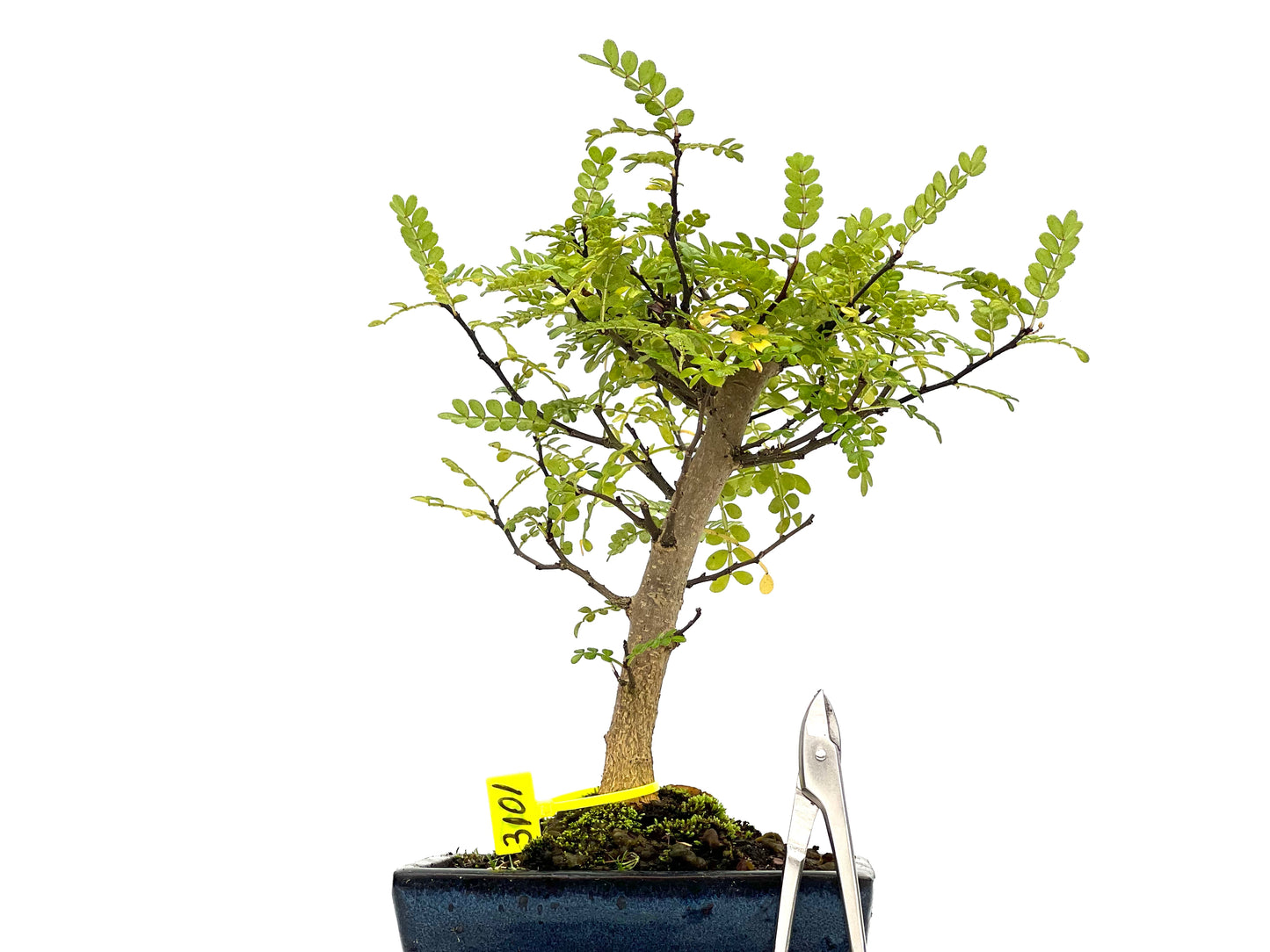 Zhantoxylum Piperitum 3101