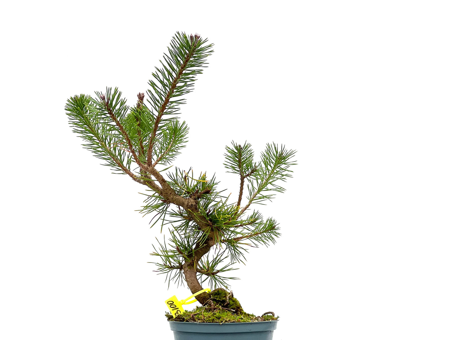 Pinus Sylvestris 3100