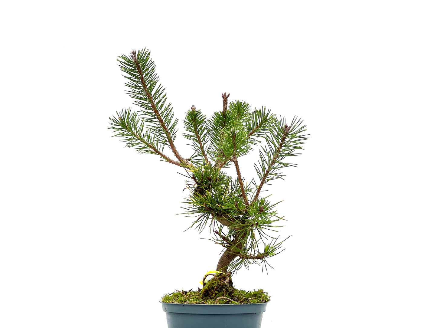 Pinus Sylvestris 3100