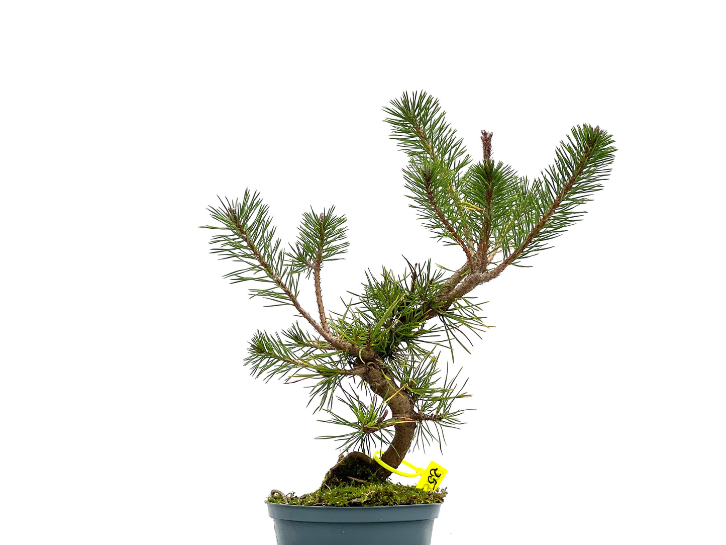 Pinus Sylvestris 3100