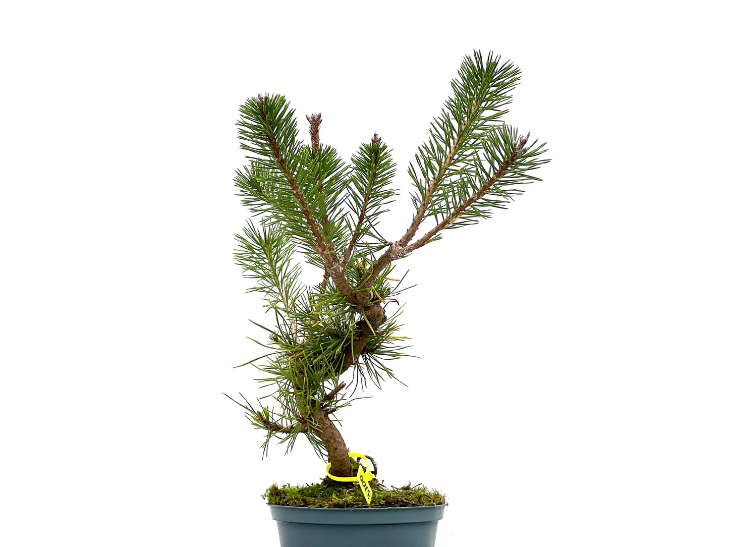 Pinus Sylvestris 3100