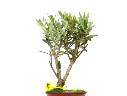Olea Europaea 3099