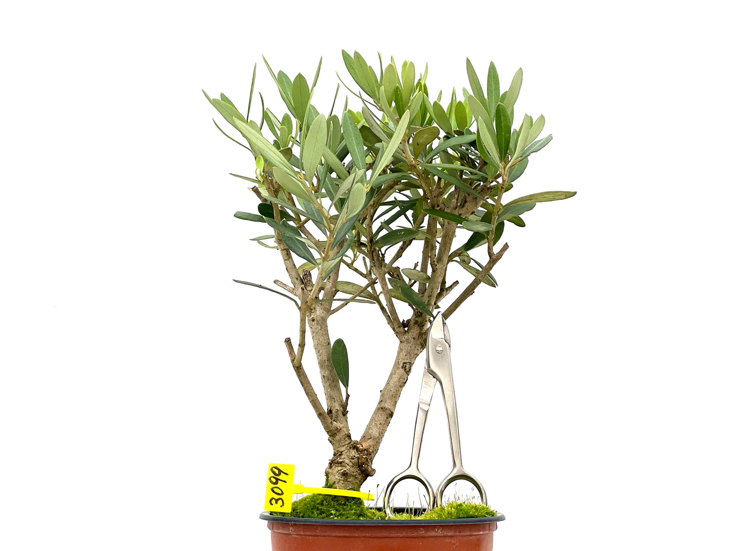 Olea Europaea 3099