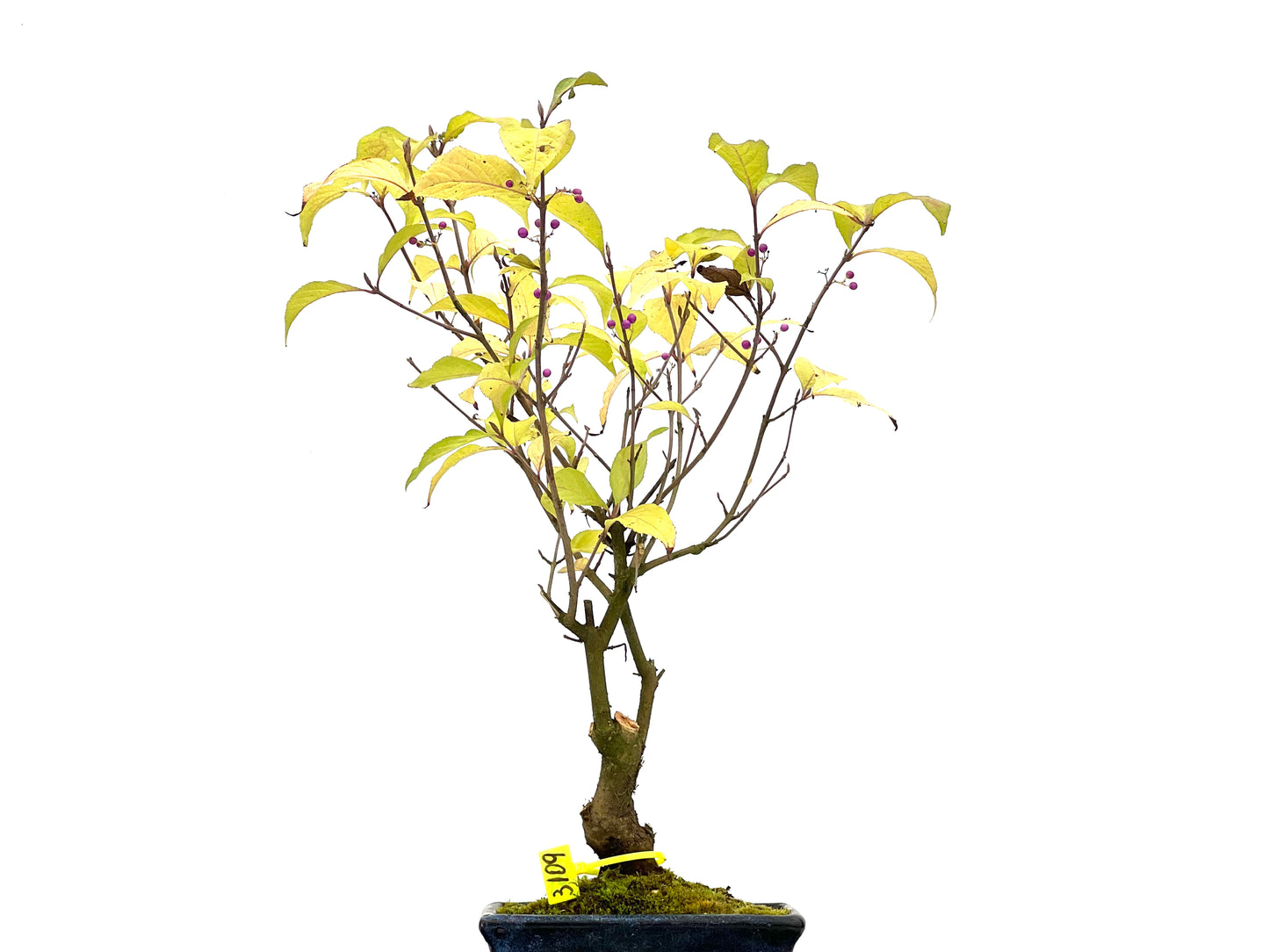 Callicarpa Japonica 3109