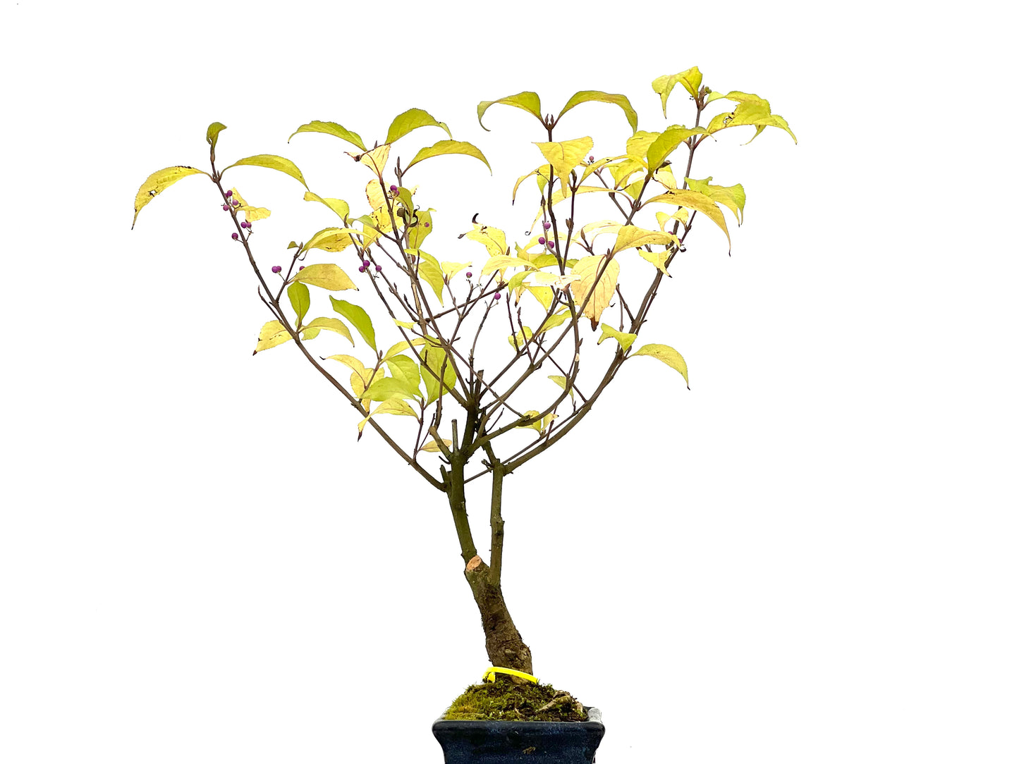 Callicarpa Japonica 3109