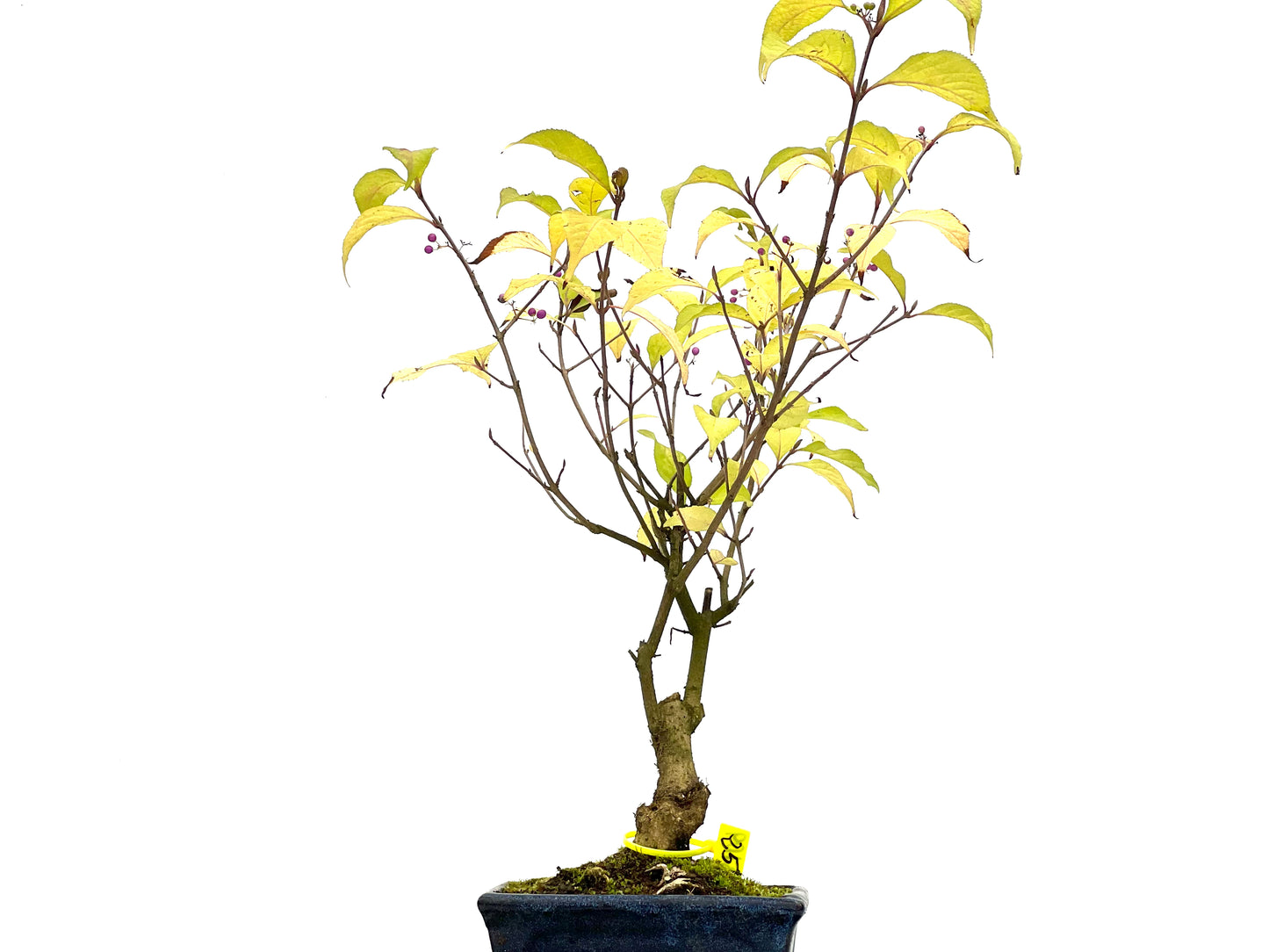 Callicarpa Japonica 3109