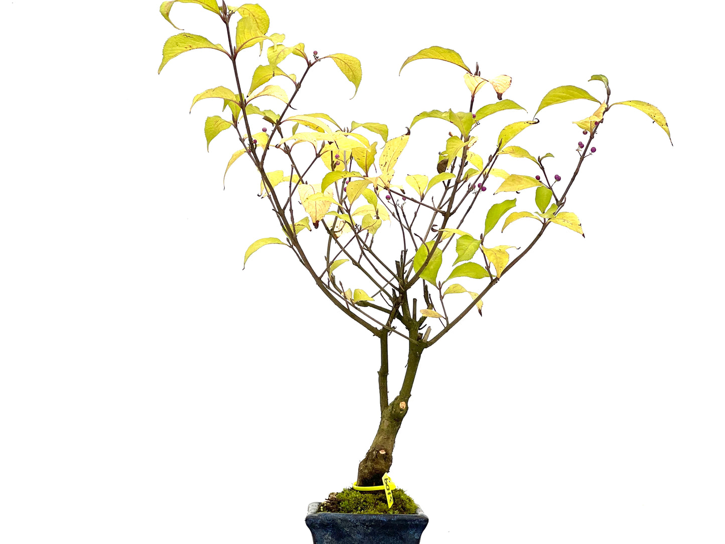 Callicarpa Japonica 3109