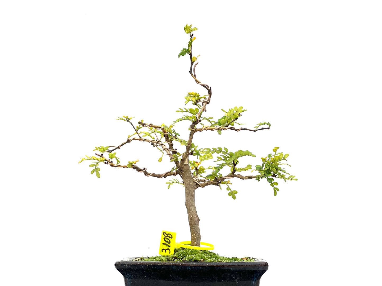 Zhantoxylum Piperitum 3108