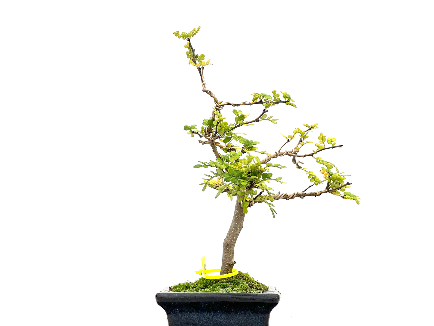 Zhantoxylum Piperitum 3108